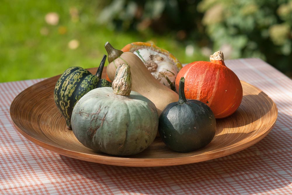 Squash - more than a useful prop for a still life - a taste record of this range of winter squashes... 
