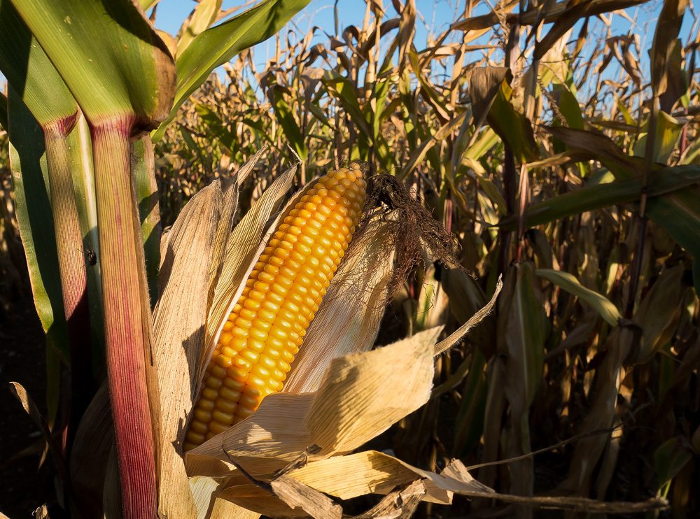 Growing up in Southern California in the 60s, our family was fussy about its corn...